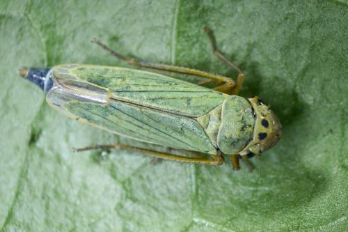 Réf. 193 536 : Cicadella viridis